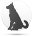 Koira